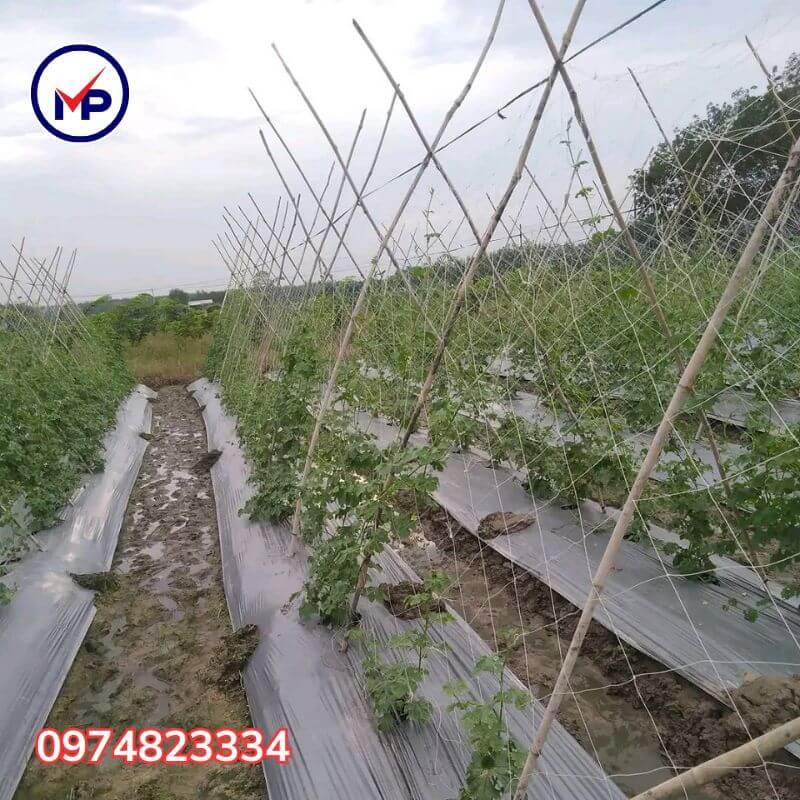 Giàn trồng dưa leo thẳng đứng giúp cây leo cao và tiết kiệm không gian.